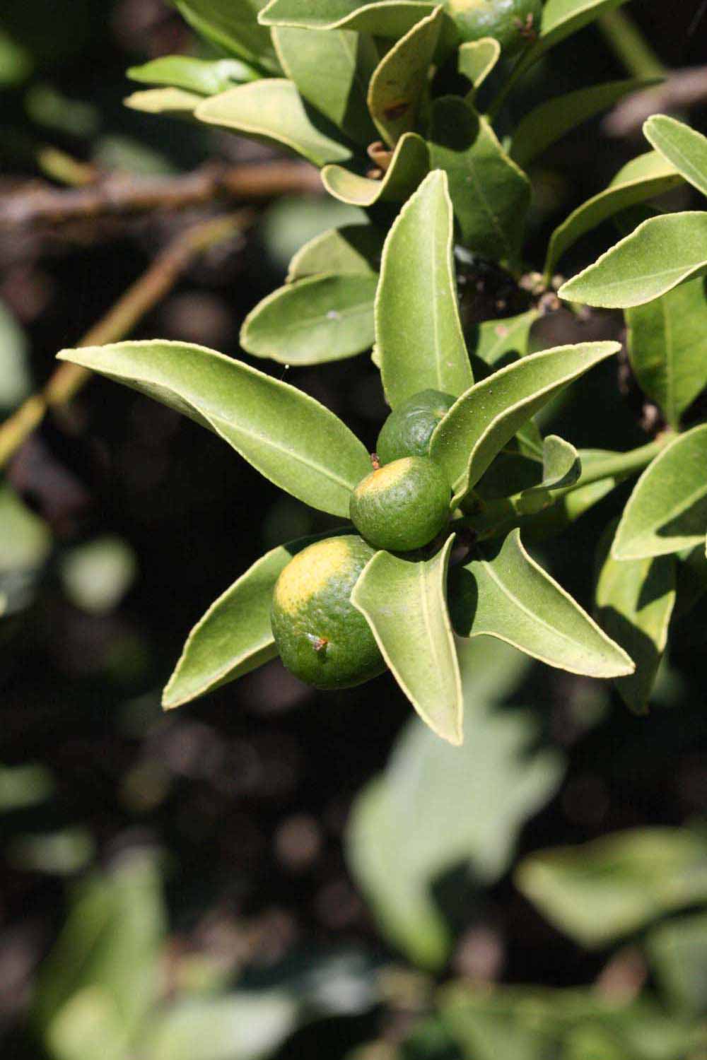              Sun leaves (Riverside, CA)       